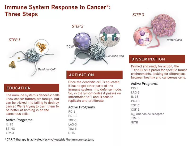 Immune System Response to Cancer: Three Steps - infographic image