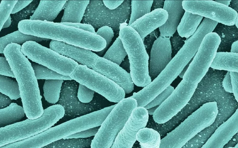Collaborating to unlock secrets of the microbiome